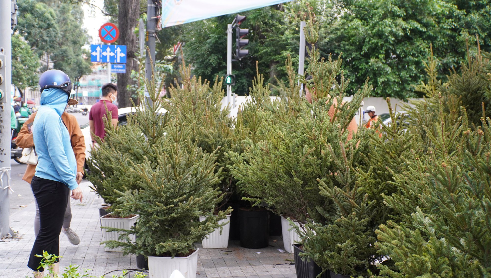 TP.HCM: Người dân chi tiền triệu mua thông tươi chơi Giáng sinh - Ảnh 11. TP.HCM: Người dân chi tiền triệu mua thông tươi chơi Giáng sinh - Ảnh 11.