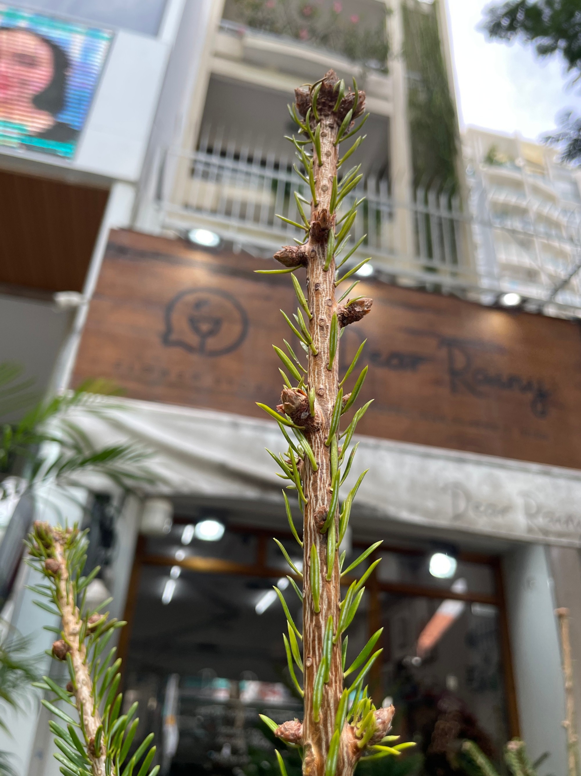 TP.HCM: Người dân chi tiền triệu mua thông tươi chơi Giáng sinh - Ảnh 9. TP.HCM: Người dân chi tiền triệu mua thông tươi chơi Giáng sinh - Ảnh 9.