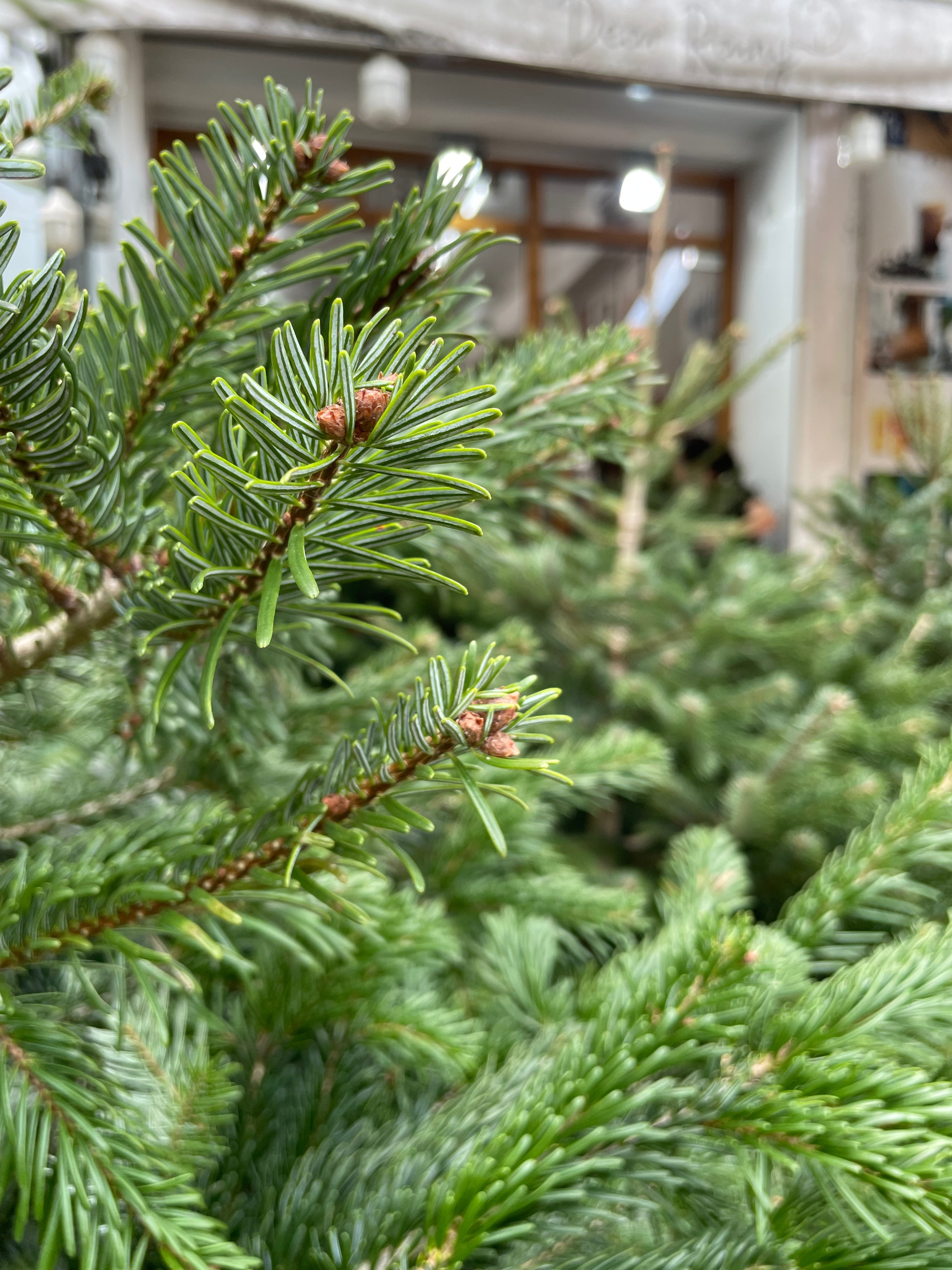 TP.HCM: Người dân chi tiền triệu mua thông tươi chơi Giáng sinh - Ảnh 8. TP.HCM: Người dân chi tiền triệu mua thông tươi chơi Giáng sinh - Ảnh 8.