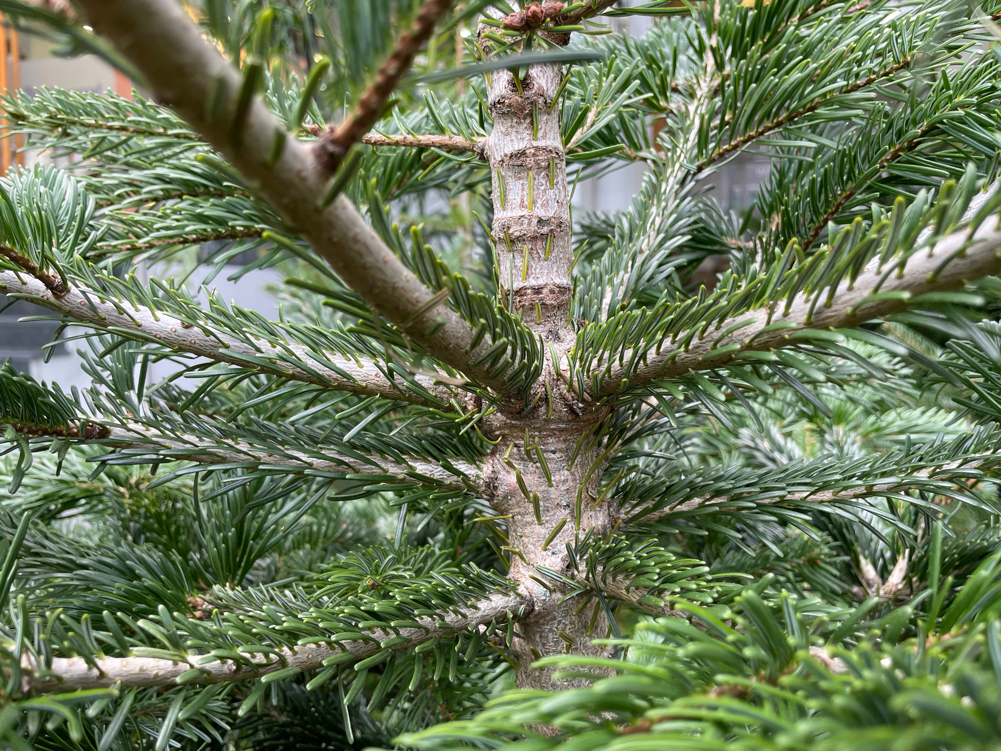 TP.HCM: Người dân chi tiền triệu mua thông tươi chơi Giáng sinh - Ảnh 7. TP.HCM: Người dân chi tiền triệu mua thông tươi chơi Giáng sinh - Ảnh 7.