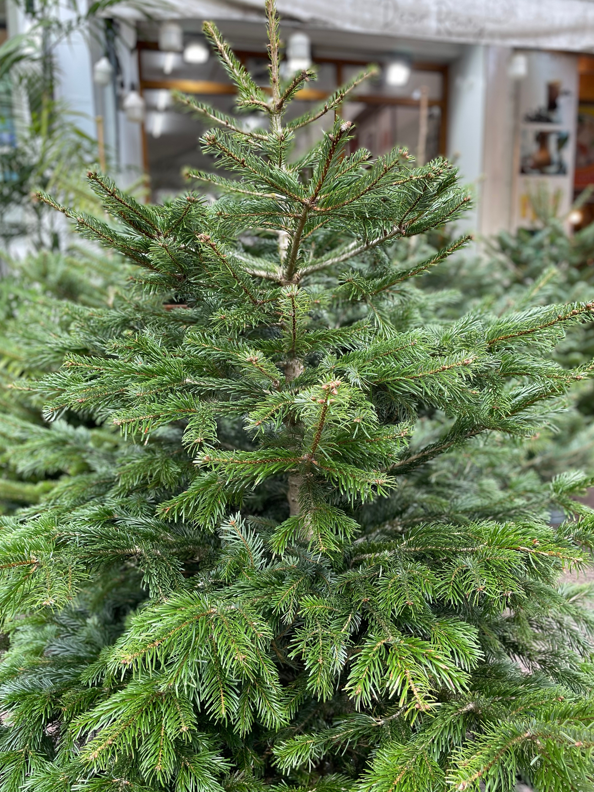 TP.HCM: Người dân chi tiền triệu mua thông tươi chơi Giáng sinh - Ảnh 5. TP.HCM: Người dân chi tiền triệu mua thông tươi chơi Giáng sinh - Ảnh 5.