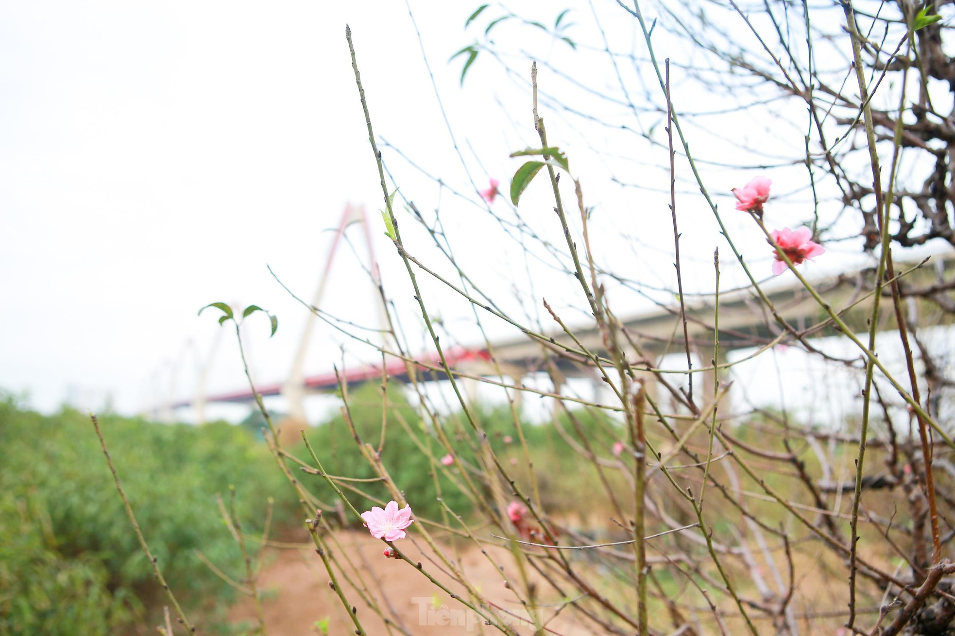 Người Nhật Tân hối hả xuống lá đào chuẩn bị đón Tết Nguyên đán - Ảnh 9. Người Nhật Tân hối hả xuống lá đào chuẩn bị đón Tết Nguyên đán - Ảnh 9.