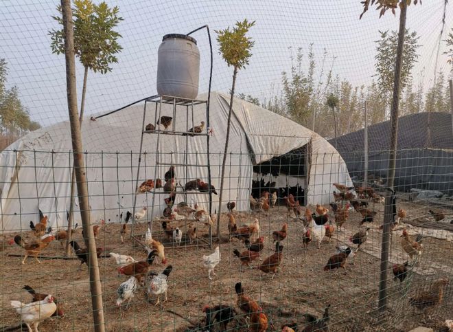 Người đàn ông về quê nuôi heo, ôm khoản nợ tiền tỷ: Mạo hiểm dùng hết vốn liếng đổ xuống đất và cái kết ngoài sức tưởng tượng - Ảnh 2.