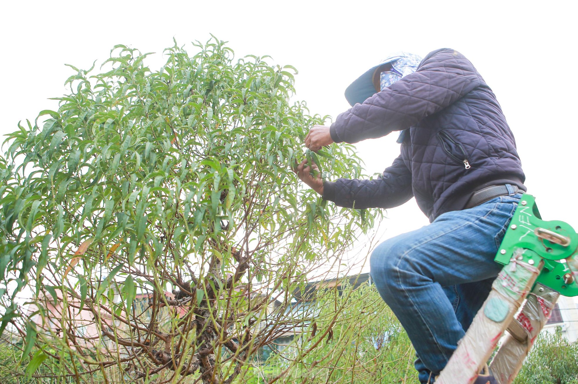 Người Nhật Tân hối hả xuống lá đào chuẩn bị đón Tết Nguyên đán - Ảnh 8. Người Nhật Tân hối hả xuống lá đào chuẩn bị đón Tết Nguyên đán - Ảnh 8.