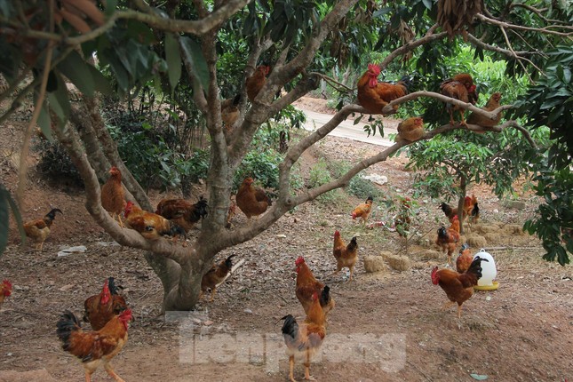 Thấp thỏm chờ giá bán lợn, gà dịp Tết - Ảnh 1. Thấp thỏm chờ giá bán lợn, gà dịp Tết - Ảnh 1.