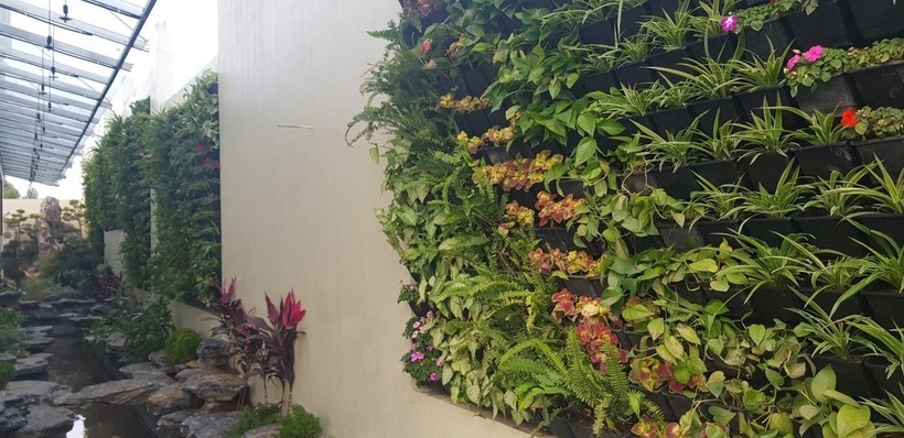 Cách trồng bức tường cây giúp ngôi nhà tràn đầy sinh khí - Ảnh 1. Cách trồng bức tường cây giúp ngôi nhà tràn đầy sinh khí - Ảnh 1.