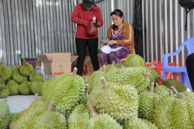 Xuất khẩu sầu riêng sang Trung Quốc: Điều tra gian lận, nhập nhèm mã vùng trồng - Ảnh 2. Xuất khẩu sầu riêng sang Trung Quốc: Điều tra gian lận, nhập nhèm mã vùng trồng - Ảnh 2.