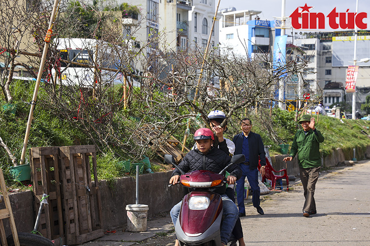 Hoa lê, hoa mận rừng xuống phố phục vụ người dân Thủ đô đón Tết sớm - Ảnh 10.