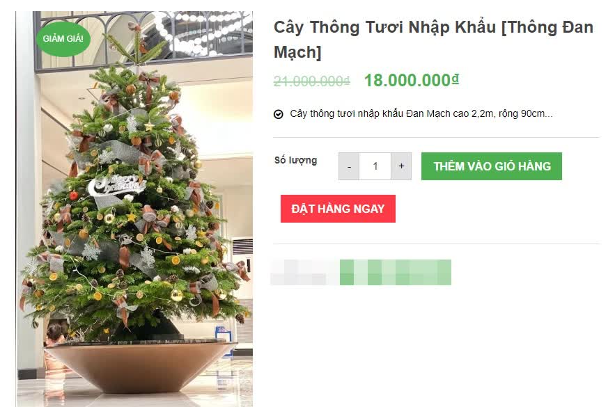 Hà Nội: Thị trường cây thông Noel nhộn nhịp, mức giá từ 10 - 20 triệu hút khách mua - Ảnh 7. Hà Nội: Thị trường cây thông Noel nhộn nhịp, mức giá từ 10 - 20 triệu hút khách mua - Ảnh 7.