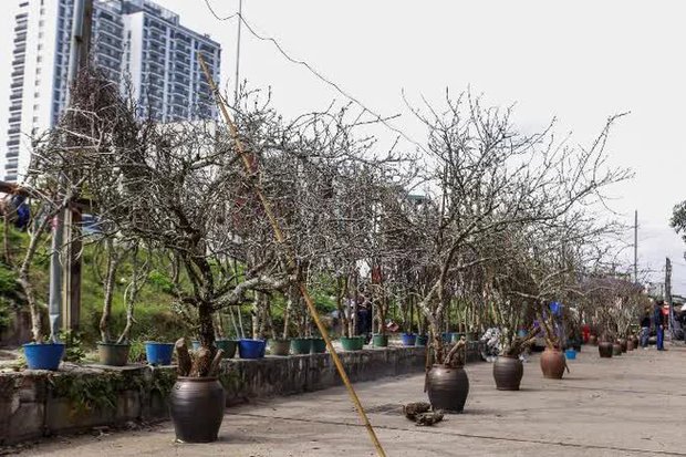  Hoa rừng xuống phố, người dân thủ đô chi hàng triệu đồng để chơi Tết sớm - Ảnh 1.