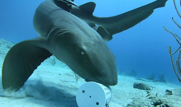Phát hiện kỳ thú về các sát thủ đại dương: Bơi mỏi rồi, cá mập chuyển sang đi bộ dưới đáy biển - Ảnh 1.