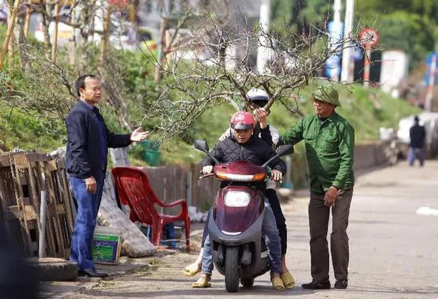  Hoa rừng xuống phố, người dân thủ đô chi hàng triệu đồng để chơi Tết sớm - Ảnh 7.