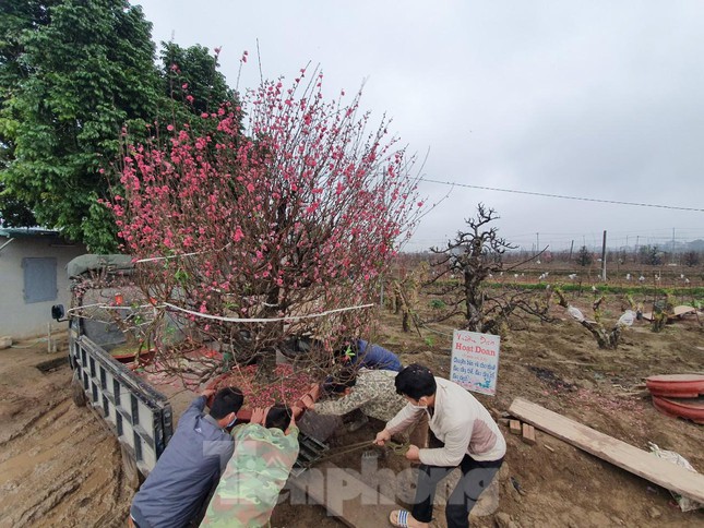  Những cụ đào tấp nập về lại Nhật Tân sau nhiều ngày ngao du, khoe sắc  - Ảnh 6.