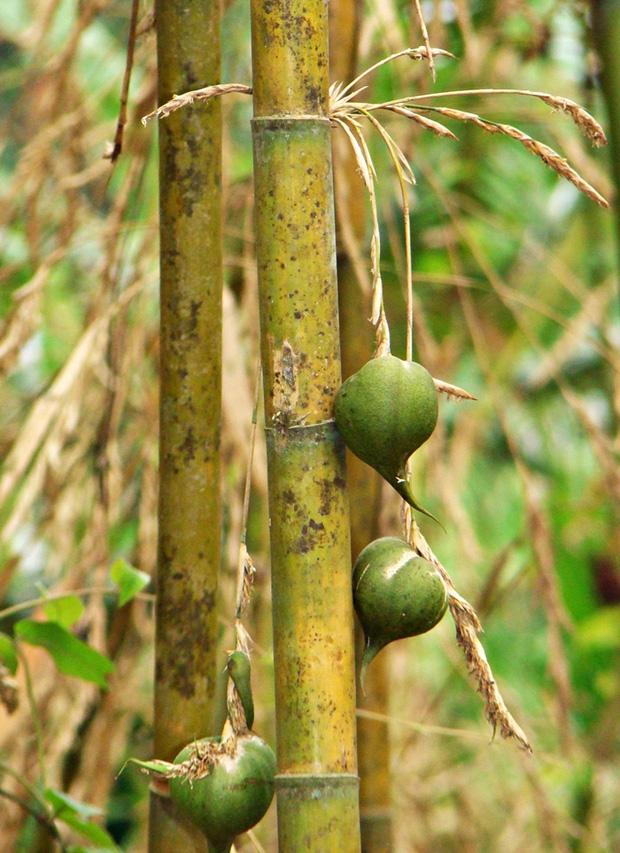 Việt Nam có một loại cây mọc phổ biến nhưng quả của nó thì sống cả đời chưa chắc bạn đã nhìn thấy - Ảnh 4.