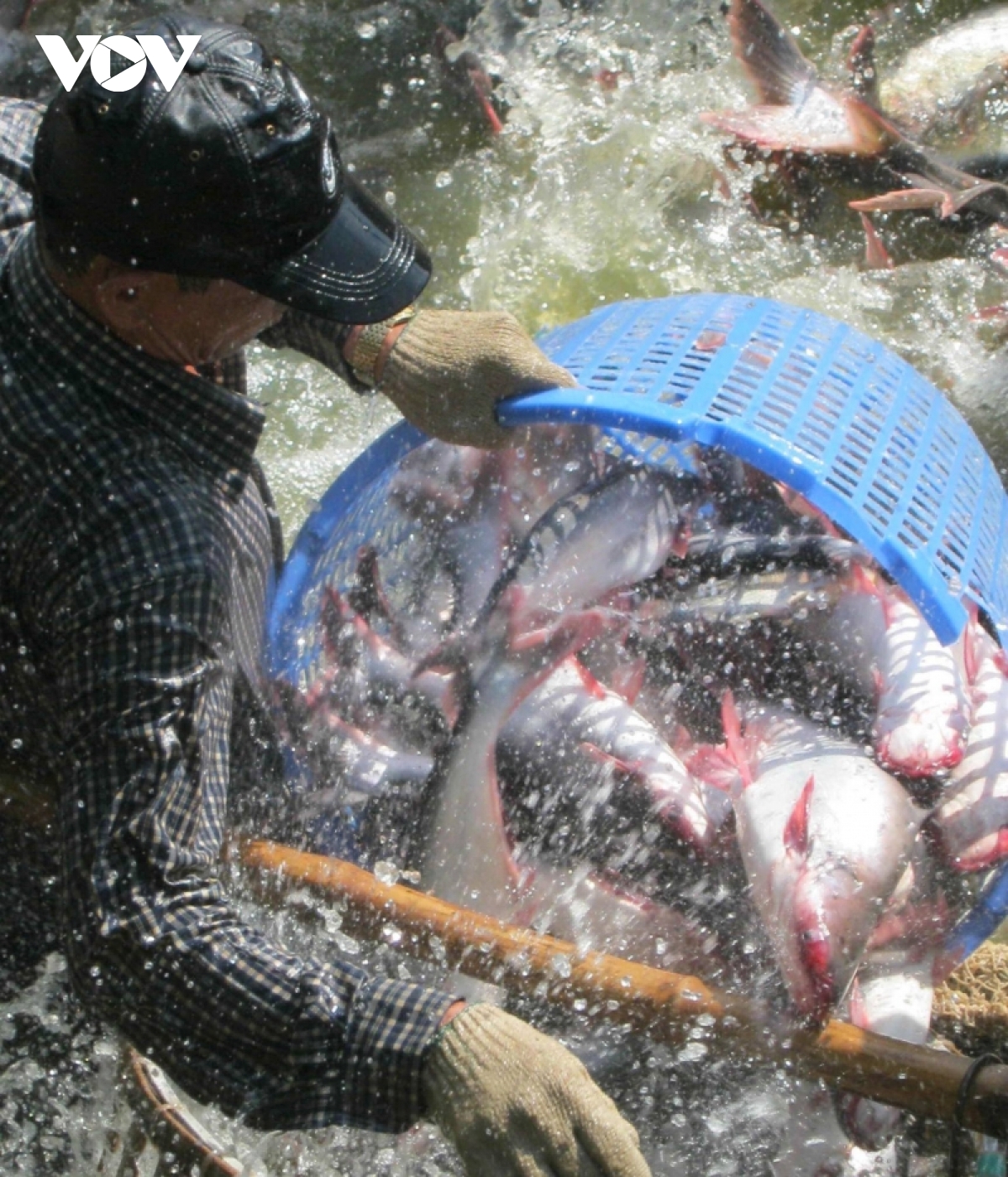Giá cá tra nguyên liệu ở ĐBSCL mức cao, nhiều hộ nuôi vẫn chưa bán - Ảnh 1. Giá cá tra nguyên liệu ở ĐBSCL mức cao, nhiều hộ nuôi vẫn chưa bán - Ảnh 1.