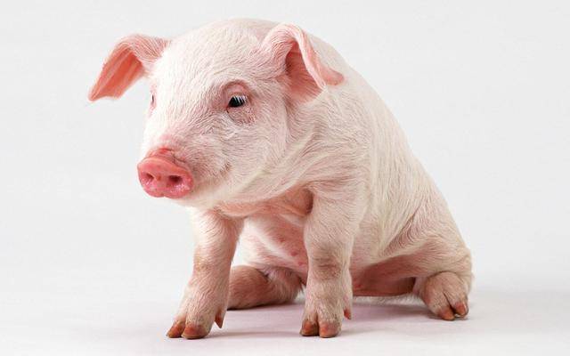 Những bộ phận trên cơ thể con lợn mà chuyên gia khuyên nên ăn ít lại: Nhiều người tưởng bổ nên thấy là mua ngay - Ảnh 1.