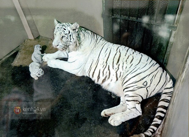 Ảnh, clip: Ghé thăm những con hổ trắng quý hiếm lần đầu được sinh ra tại Thảo Cầm Viên Sài Gòn - Ảnh 1.