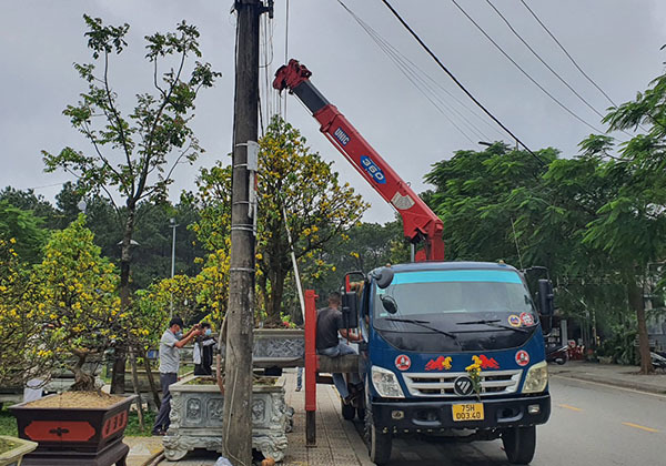 ‘Lão hoàng mai’ mang bảng giá gần 4 tỷ đồng tại chợ hoa Xuân Cố đô Huế - Ảnh 1.