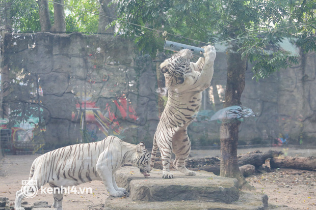  Ảnh: Ghé thăm những con hổ trắng quý hiếm lần đầu được sinh ra tại Thảo Cầm Viên Sài Gòn - Ảnh 12.