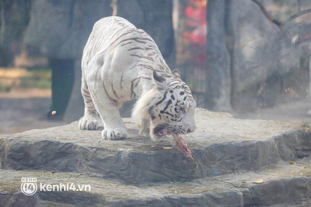 Ảnh, clip: Ghé thăm những con hổ trắng quý hiếm lần đầu được sinh ra tại Thảo Cầm Viên Sài Gòn - Ảnh 13.