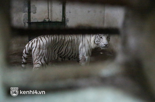 Ảnh, clip: Ghé thăm những con hổ trắng quý hiếm lần đầu được sinh ra tại Thảo Cầm Viên Sài Gòn - Ảnh 17.