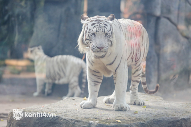  Ảnh: Ghé thăm những con hổ trắng quý hiếm lần đầu được sinh ra tại Thảo Cầm Viên Sài Gòn - Ảnh 3.