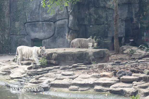  Ảnh: Ghé thăm những con hổ trắng quý hiếm lần đầu được sinh ra tại Thảo Cầm Viên Sài Gòn - Ảnh 4.