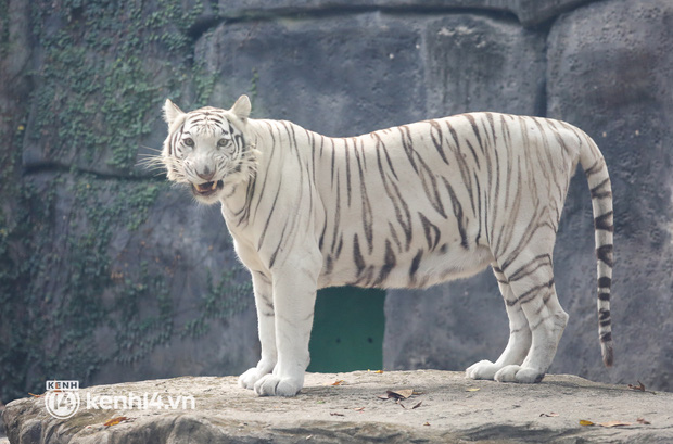 Ảnh, clip: Ghé thăm những con hổ trắng quý hiếm lần đầu được sinh ra tại Thảo Cầm Viên Sài Gòn - Ảnh 5.
