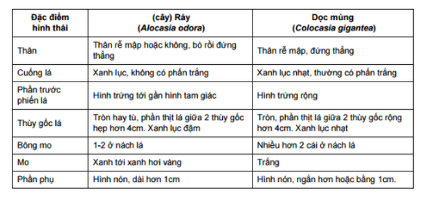  CẤP BÁCH: Thứ rau khoái khẩu của người Việt hay bị nhầm lẫn với loại có độc tố nặng, chỉ ăn 1 miếng cũng đủ gây nguy hiểm - Ảnh 3.