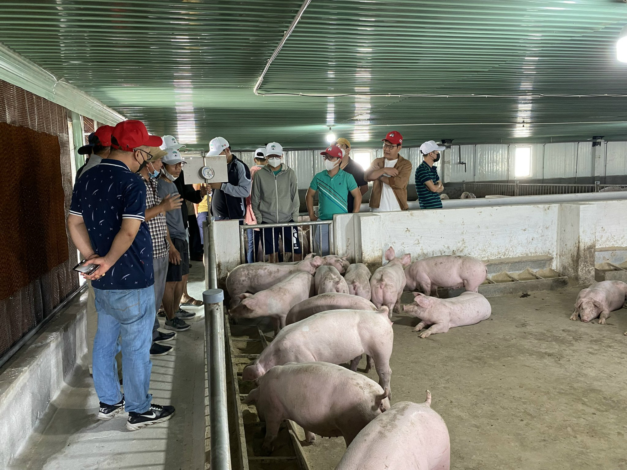 26 cổ đông và nhà đầu tư HAGL vừa tham quan thực tế dự án chuối và heo của bầu Đức tại Gia Lai - Ảnh 4. 26 cổ đông và nhà đầu tư HAGL vừa tham quan thực tế dự án chuối và heo của bầu Đức tại Gia Lai - Ảnh 4.