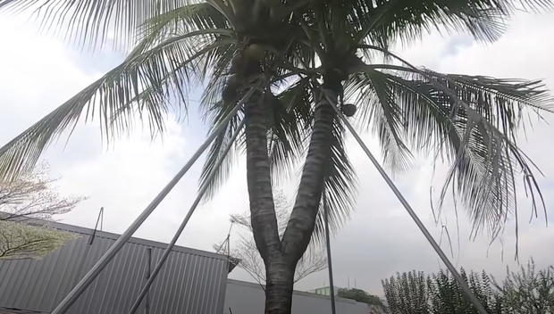 Nữ đại gia Thủ Đức sở hữu 3 cây dừa độc lạ nhất Việt Nam: Ăn ngủ nhà dân để thu mua bằng được, trả 800 triệu cũng không bán! - Ảnh 4.
