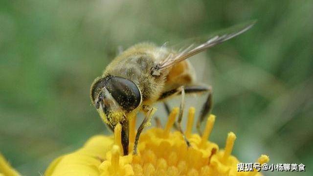 Đi chợ thấy mật ong có 3 dấu hiệu này phải mua ngay vì chúng 100% nguyên chất, không bao giờ hết hạn, tận dụng cực tốt cho làn da và tuổi thọ - Ảnh 4.