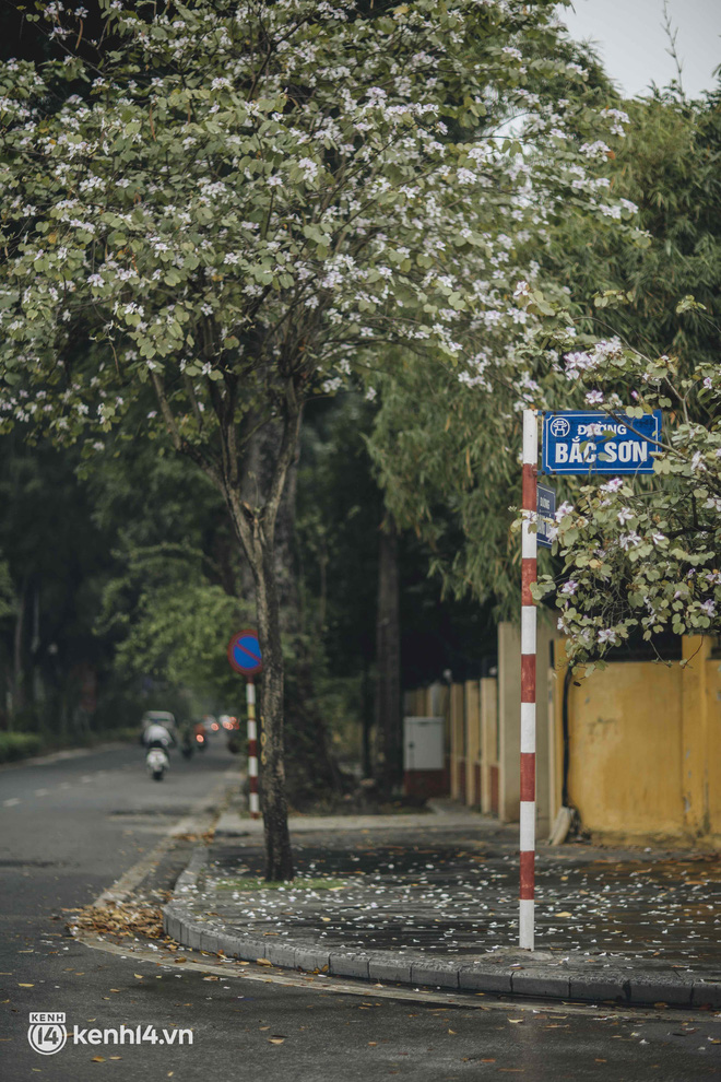 Hà Nội ngày mưa rơi cũng không ngăn nổi tinh thần dân chơi: Người người thi nhau lên đồ đi chụp mùa hoa ban tím mới - Ảnh 18.