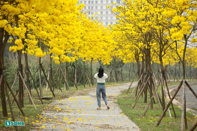 Hà Nội: Con đường phủ đầy hoa gạo, hoa phong linh có 1-0-2, đẹp như tiên cảnh - Ảnh 8.