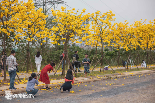 Con đường hoa vàng ở Hà Nội mới nổi 2 ngày đã đông nghịt người kéo đến check-in, có cả ekip “sống ảo” hùng hậu - Ảnh 14.