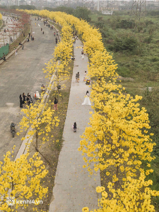 Con đường hoa vàng ở Hà Nội mới nổi 2 ngày đã đông nghịt người kéo đến check-in, có cả ekip “sống ảo” hùng hậu - Ảnh 21.