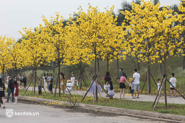 Con đường hoa vàng ở Hà Nội mới nổi 2 ngày đã đông nghịt người kéo đến check-in, có cả ekip “sống ảo” hùng hậu - Ảnh 4.