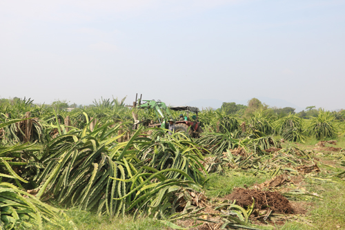 Nông dân cắn răng chặt bỏ thanh long - Ảnh 1.