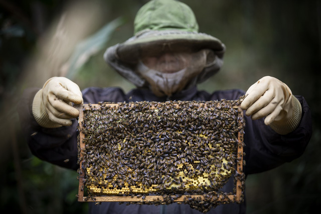 Tương lai ngành nuôi ong Việt Nam trước phán quyết chống bán phá giá từ Hoa Kỳ - Ảnh 1.