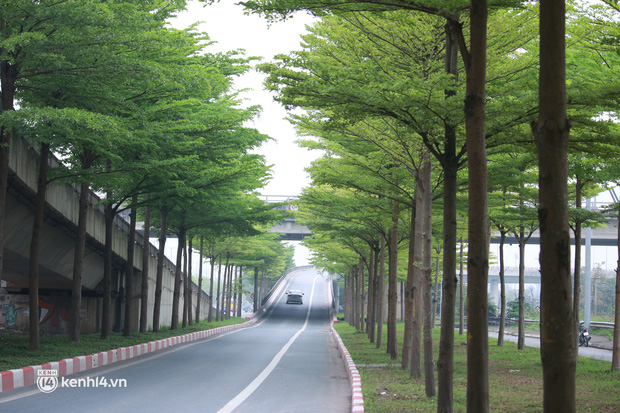 Hà Nội: Bất chấp nguy hiểm, nhiều người ra giữa đường chụp ảnh với hàng cây bàng lá nhỏ - Ảnh 3.