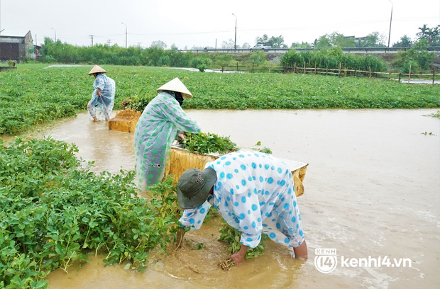 Nông dân Quảng Nam khóc ròng vì trận mưa lớn trái mùa, vất vả lội nước vớt nông sản chạy lụt - Ảnh 1.