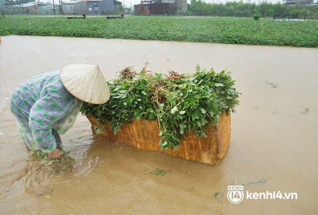 Nông dân Quảng Nam khóc ròng vì trận mưa lớn trái mùa, vất vả lội nước vớt nông sản chạy lụt - Ảnh 2.