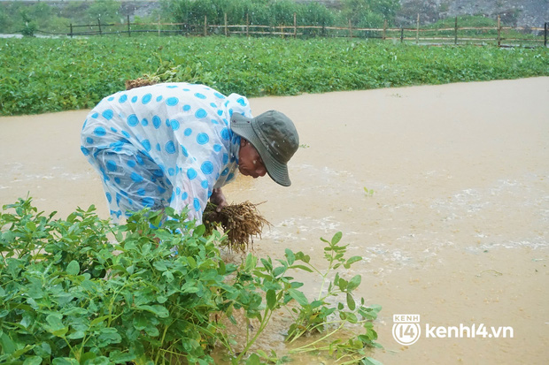 Nông dân Quảng Nam khóc ròng vì trận mưa lớn trái mùa, vất vả lội nước vớt nông sản chạy lụt - Ảnh 3.