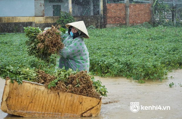 Nông dân Quảng Nam khóc ròng vì trận mưa lớn trái mùa, vất vả lội nước vớt nông sản chạy lụt - Ảnh 5.