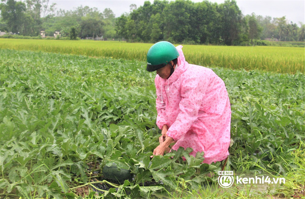 Nông dân Quảng Nam khóc ròng vì trận mưa lớn trái mùa, vất vả lội nước vớt nông sản chạy lụt - Ảnh 7.