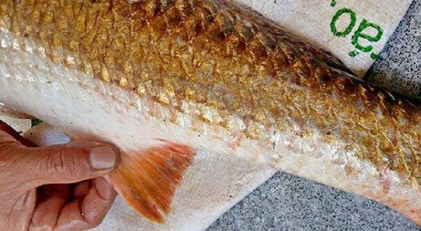 Bộ phận tiền tỷ này của một loài cá Việt Nam được thế giới săn đón, Nhật Bản ví như “trời ban”, ngư dân chỉ bắt được 1 con đã đủ ăn cả đời - Ảnh 2.
