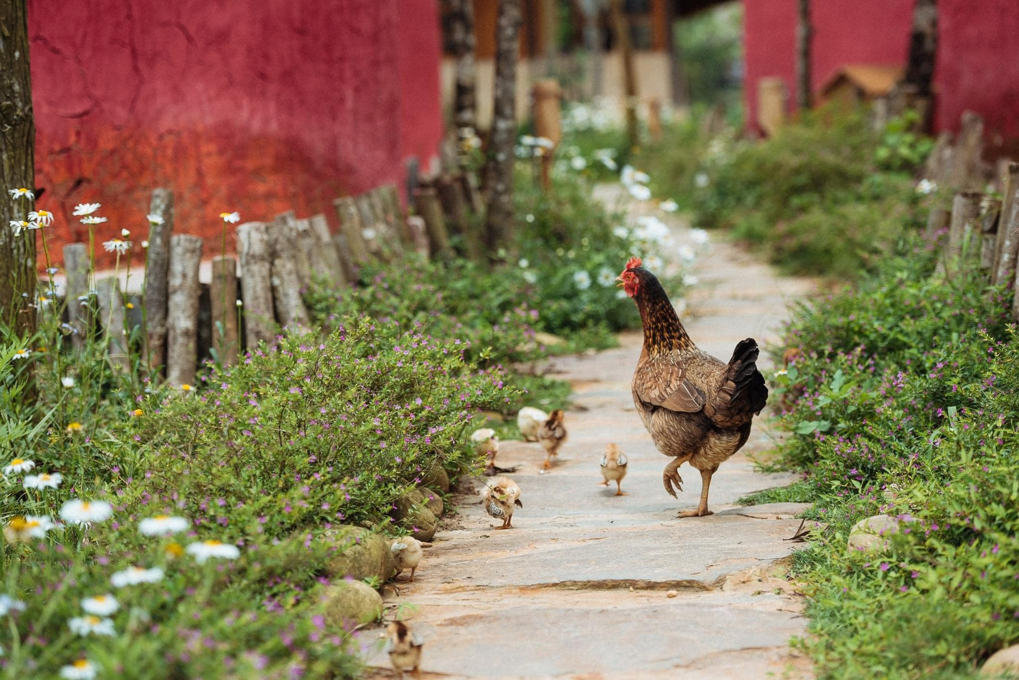 Bỏ phố về rừng làm farmstay không phải là buông bỏ nhịp sống gấp gáp mà đó là công việc tất bật - Ảnh 1.