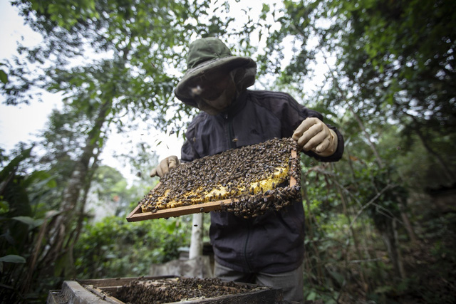 Tương lai ngành ong Việt Nam như thế nào sau phán quyết của Hoa Kỳ? - Ảnh 1.