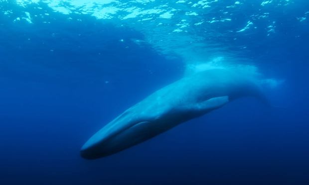  Chuyện buồn của chú cá voi cô đơn nhất hành tinh: Chưa 1 lần được tìm thấy nhưng vẫn làm cả thế giới cảm thương cùng bí mật kéo dài 30 năm - Ảnh 1.