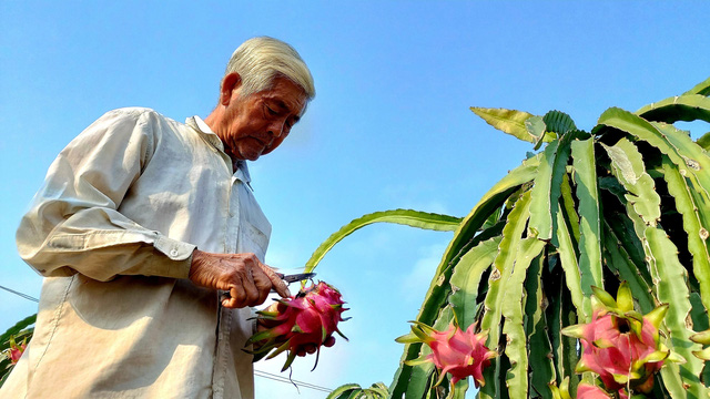 Dragon fruit growers make more and more holes - Photo 1.